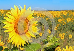 Sunflower field under the blue sky