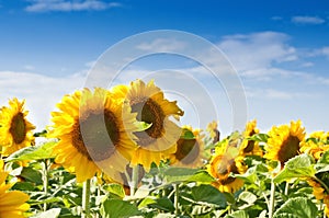 Sunflower field