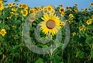 Sunflower field under blue sky