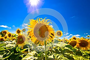 Sunflower field under blue sky and sun view