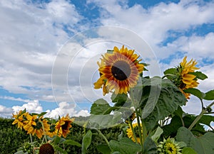 Sunflower field under blue sky and white clouds