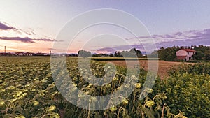 Sunflower field under the cloudy pink sky - great for wallpapers