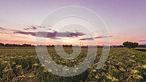 Sunflower field under the cloudy pink sky - great for wallpapers