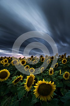 Sunflower field under dramatic dark sky and vibrant red sunset with moving clouds