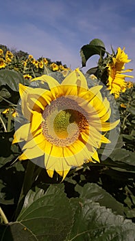 Sunflower field under the morning sun