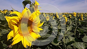 Sunflower field under the morning sun