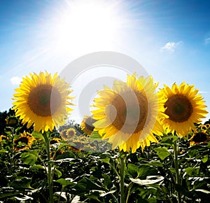 Sunflower field under the sun