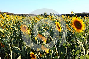 Sunflower field in Valensole, Provence