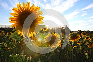 Sunflower field in Valensole, Provence photo