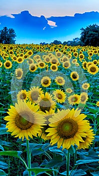 Sunflower field vertical