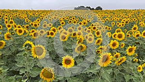 Sunflower Field, in Victoria Australia