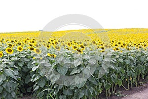 Sunflower in the field on white background