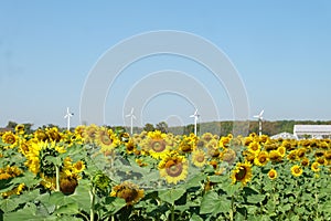 Sunflower field wind turbine