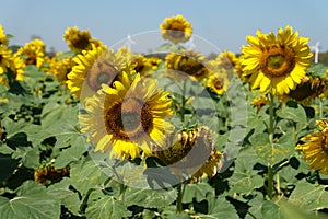 Sunflower field wind turbine