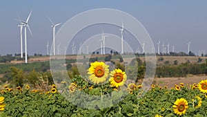 Sunflower field wind turbine producing alternative energy