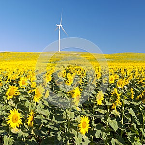 Sunflower field with windmill