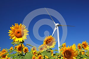 Sunflower field with windmill