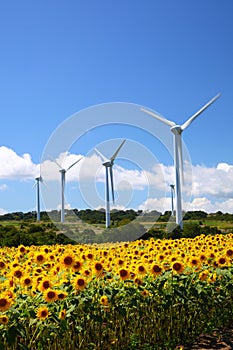 Sunflower field with windmill