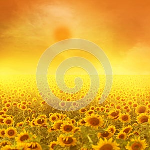 Sunflower field and wood slabs background for design.