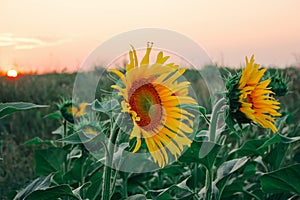 Sunflower field yellow bud close up