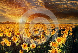 Sunflower field yellow landscape sunset bright sun lights