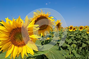 Sunflower fields