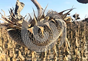 Sunflower fields are already in autumn