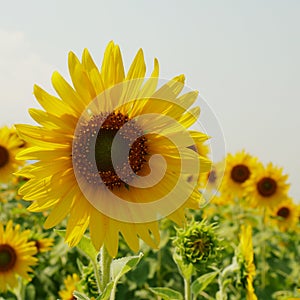Sunflower fields blooming in the summer.