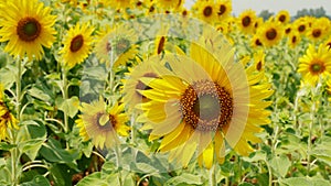 Sunflower fields blooming in the summer countryside.