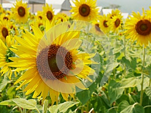 Sunflower fields blooming in the summer countryside.