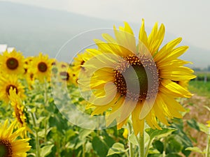 Sunflower fields blooming in the summer countryside.