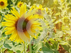 Sunflower fields blooming in the summer countryside.