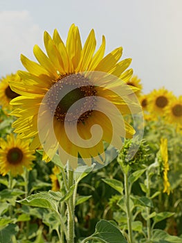 Sunflower fields blooming in the summer countryside