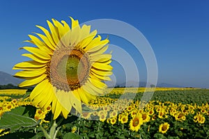 Sunflower fields blossom in Lopburi province, Thailand