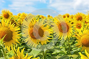 Sunflower fields and blue sky on a summer sunny day