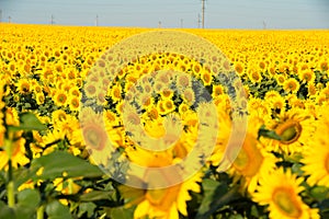 Sunflower fields in the clear sky.