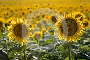 Sunflower fields in Colorado near Denver International Airport