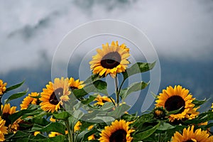 Sunflower fields in full bloom with hills and clouds in the background.