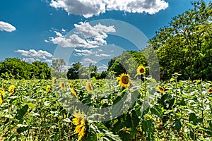 Sunflower fields Heliantus in the Umbrian countryside