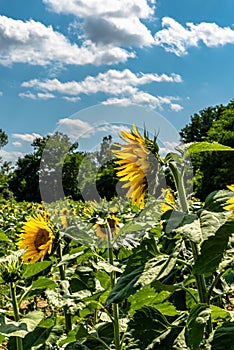 Sunflower fields Heliantus in the Umbrian countryside