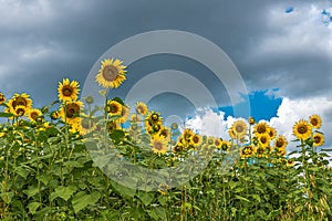 Sunflower fields Heliantus in the Umbrian countryside
