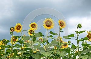 Sunflower fields Heliantus in the Umbrian countryside