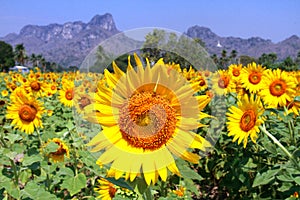 Sunflower fields in Lopburi Thailand.