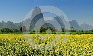 Sunflower Fields, Lopburi, Thailand