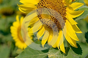 Sunflower Fields, Lopburi, Thailand.