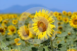 Sunflower Fields, Lopburi, Thailand.