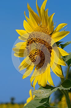 Sunflower Fields, Lopburi, Thailand