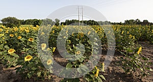 Sunflower fields in louisiana