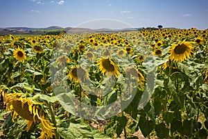 Sunflower fields near the city of Ronda, Spain