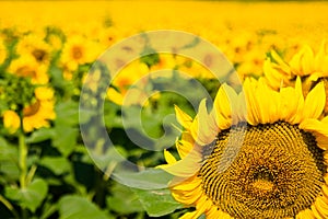 Sunflower fields summertime in Vojvodina